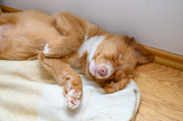 Nova scotia duck toller retriever puppy dog sleeping