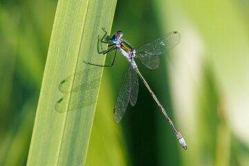 Lestes sponsa is a damselfly with a wide Palaearctic distribution. It is known commonly as the...