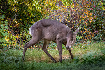 close-up of a small tufted deer in the forest