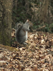Grey Squirrel by a Tree