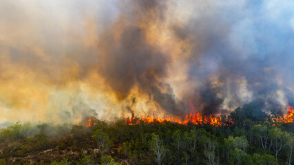 Forest fires are burning the forests in summer.