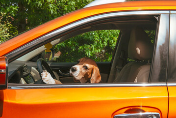 cute beagle dog driving a car
