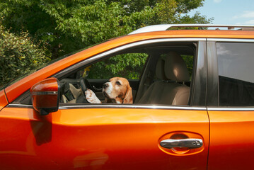cute beagle dog driving a car