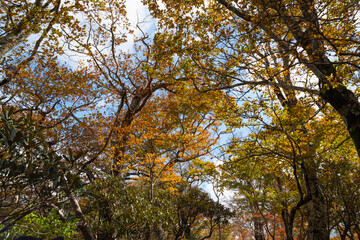 美しい紅葉の森　大台ケ原