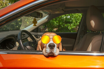 cute beagle dog driving a car