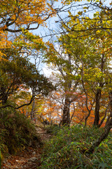 美しい紅葉の森　大台ケ原