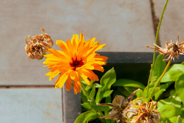 beautiful bright orange flower in sunlight