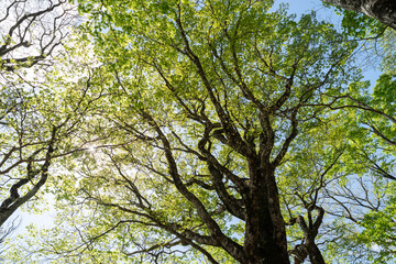 Obraz premium 美しい新緑の森