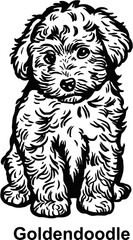 Puppy Goldendoodle - Dog Breed, Puppy Breed Vector File, detailed vector