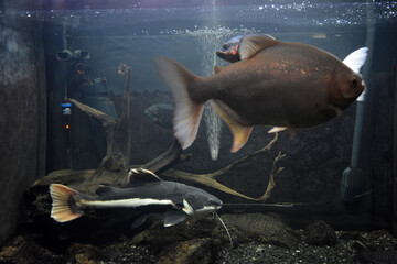 Colorful animals that live in aquarium for freshwater animals and fish. A large green freshwater...