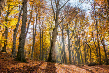 Fototapeta premium Forest floor covered with fallen autumn leaves illuminated by the sun shining through the trees. Foliage.