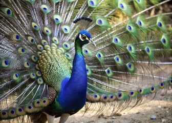 Obraz premium Vibrant peacock proudly displaying exquisite, iridescent plumage with intricate blue and green hues, majestic feathers fanned out in stunning, natural, outdoor setting.