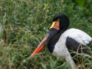 Sattelstorch