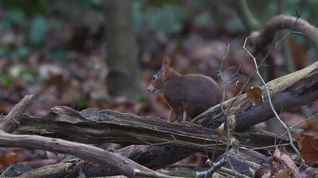 A red squirrel or Eurasian red squirrel (Sciurus vulgaris) polishing its fur