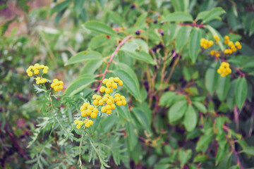 wrotycz pospolity, Tanacetum vulgare L. © Marcin Łazarczyk