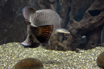 Colorful animals that live in aquarium for freshwater animals and fish. A large green freshwater crocodile that lives swims in indoor glass aquarium with a pool.