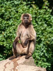 Affe