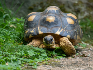 Strahlenschildkröte