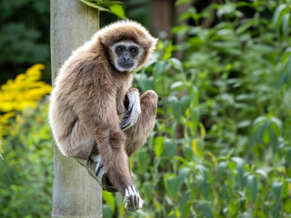 Fototapeta premium Gibbon