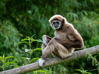 Gibbon