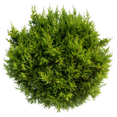[Transparent Background PNG]Green bush isolated on white background