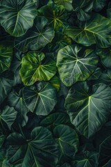 A close-up shot of a bunch of green leaves