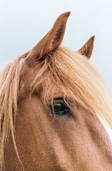Fototapeta premium close up of a horse