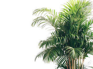 Fototapeta premium [Transparent Background PNG]Green Palm Tree Leaves Against White Background