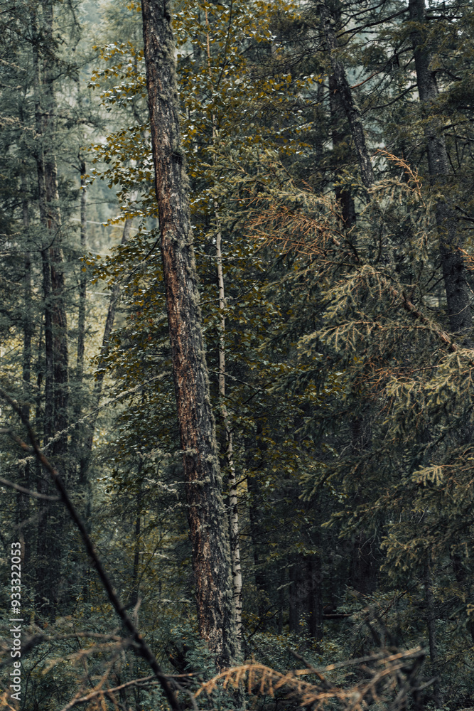 Poster a tranquil forest in the altai mountains features tall trees and dense greenery, enveloped in a soft