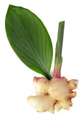 Fresh ginger rhizome and green leaves isolated on a white background.