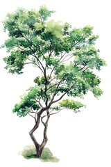 Obraz premium A beautiful watercolor painting of a tree standing alone on a white background, perfect for use in designs and illustrations