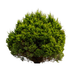 [Transparent Background PNG]Green Bush Isolated on White Background