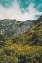 Obraz premium Lush greenery covers hills and rocky outcrops in the Altai Mountains, bathed in light under a clear sky