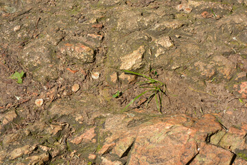 Beautiful bright and unusual natural backgrounds made of large stones with deep cracks, water, green plants with a yellow squeak.