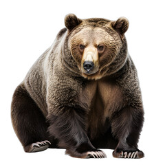 Obraz premium [Transparent Background PNG]Brown Bear Sitting on White Background