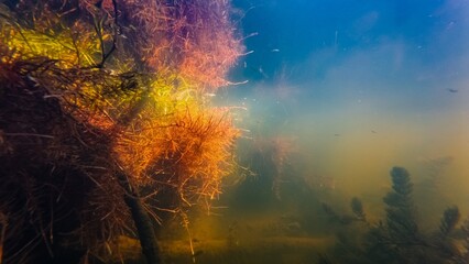 willow root absorb organics underwater, hornwort aquatic plant, sun ray backlight, low visibility in in muddy water, green algae, silt bottom of shallow freshwater pond, still surface reflection