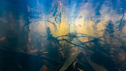 poor visibility in muddy water, garbage on silt bottom after storm, hornwort aquatic plant absorb organic matter, surface backlight reflection, shallow freshwater river Buher in Lityn, Ukraine