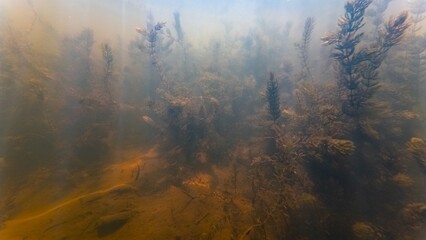 shallow freshwater pond, hornwort aquatic plant absorb organic matter, sun ray backlight on silt bottom, low visibility in muddy water, still surface reflection, river Buher in Lityn, Ukraine
