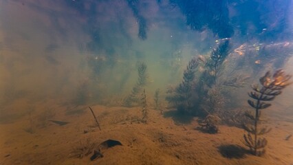 hornwort aquatic plant in murky muddy water aquascape, organic matter silt substrate bottom, light shadow, poor visibility, surface reflection, pond on freshwater river Buher, in Lityn, Ukraine