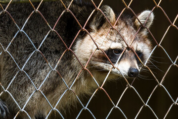 Waschbär beim Versuch ein Gitter überwinden	