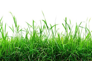 Fototapeta premium A close-up shot of a group of tall green grass blades against a clean white background, perfect for illustrations and designs