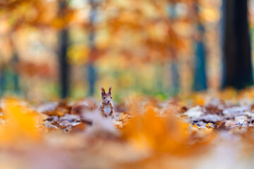 A portrait of a common squirrel (Sciurus vulgaris) in an autumn fores