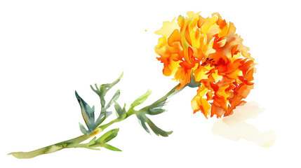 A vibrant marigold flower in watercolor style, showcasing its bright orange petals and lush green leaves.