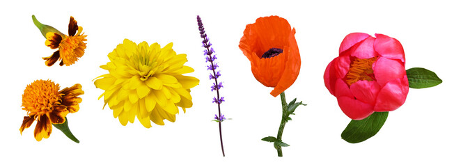 Set of flowers (marigold, rudbeckia, salvia, peony, poppy) isolated on white or transparent background