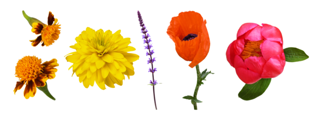 Set of flowers (marigold, rudbeckia, salvia, peony, poppy) isolated on white or transparent background