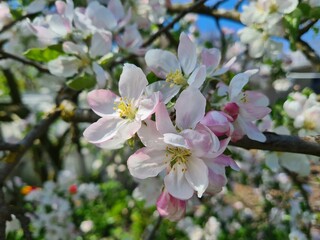 Serene Springtime: Delicate Apple Blossoms in Full Bloom
