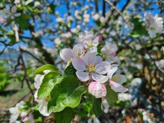 Serene Springtime: Delicate Apple Blossoms in Full Bloom
