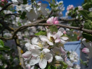 Serene Springtime: Delicate Apple Blossoms in Full Bloom
