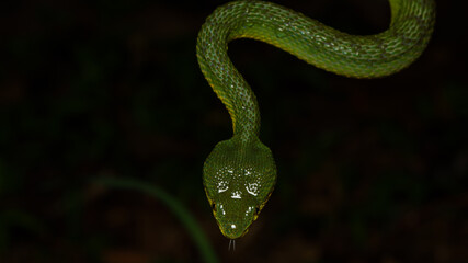 The Green Bamboo Pit Viper (Trimeresurus gramineus) is a venomous snake species endemic to India. It is a small snake characterized by its slightly keeled scales, yellowish belly, and vertical pupils.