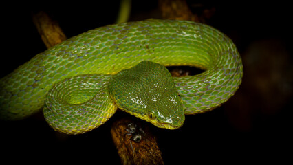 The Green Bamboo Pit Viper (Trimeresurus gramineus) is a venomous snake species endemic to India. It is a small snake characterized by its slightly keeled scales, yellowish belly, and vertical pupils.